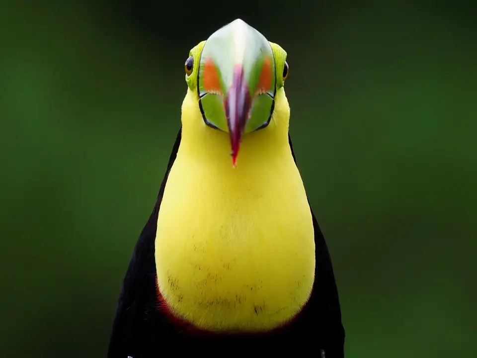 131CostaRicaNov2021BocaTapadaLagunadelLargatoLodge-keel-billedtoucanFischer-Tukan.JPG