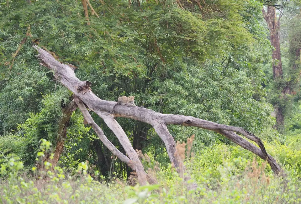 132TansaniaNov2020NgorongoroCrater-Leopard.JPG