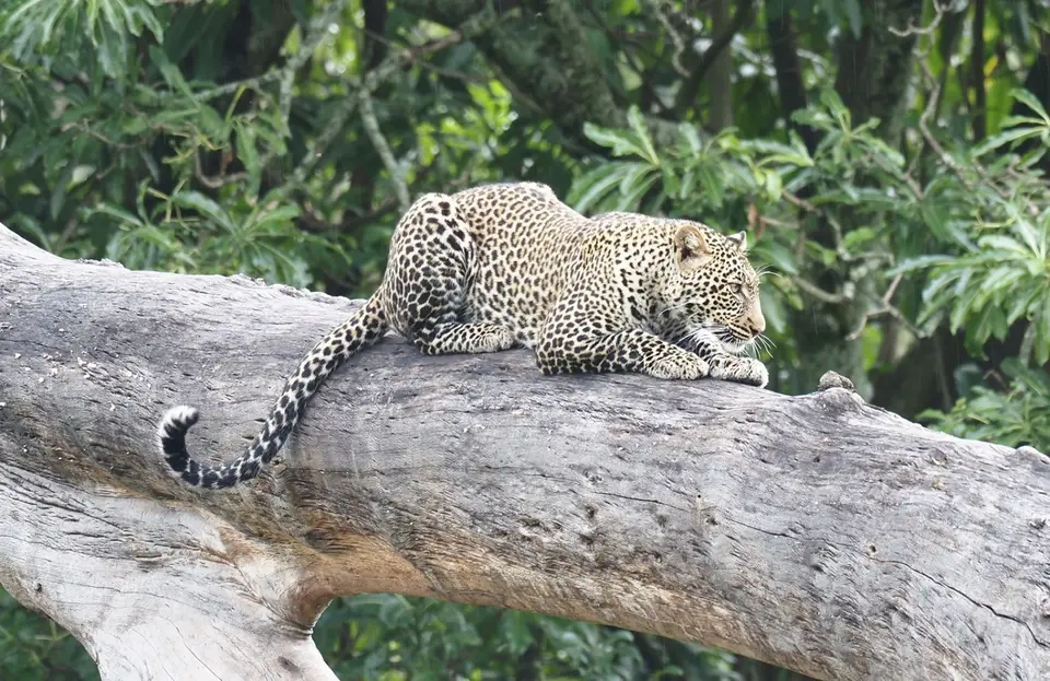 134TansaniaNov2020NgorongoroCrater-Leopard.JPG