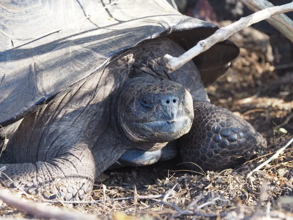 135EquadorNov2023-GalapagosIsabela-Riesenschildkröte.JPG