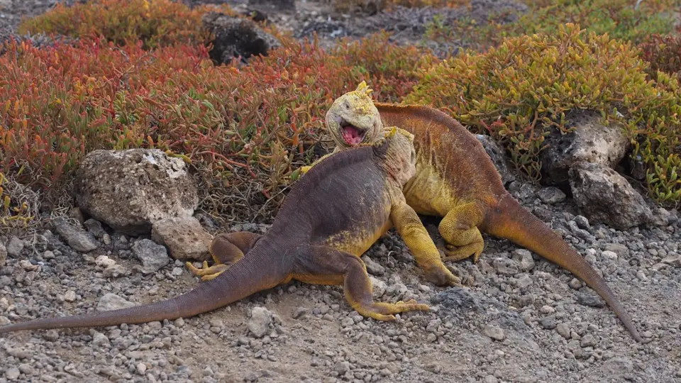 136EquadorNov2023-GalapagosSantaCruz-Landechse.JPG
