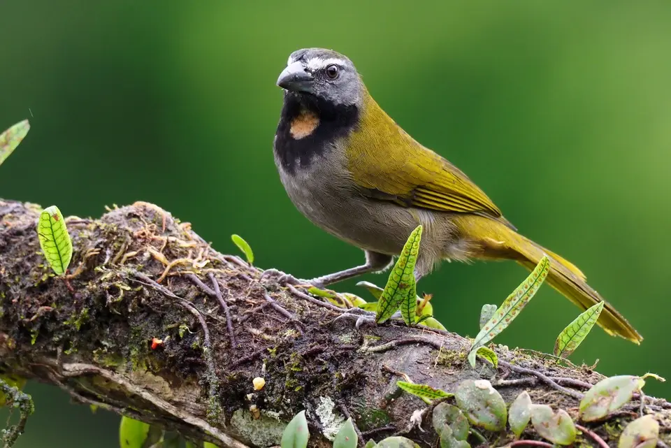 138CostaRicaNov2021BocaTapadaLagunadelLargatoLodge-buff-throatedsaltator-Buntkehlsaltator.JPG