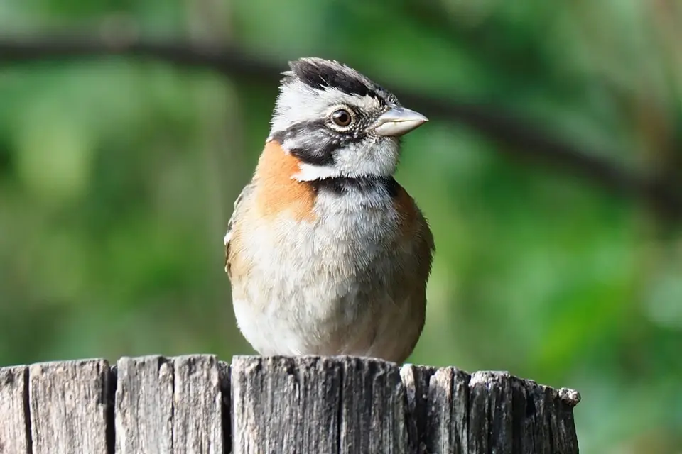 138EquadorNov2023-HaciendaJimenita-rufous-collaredsparrow.JPG
