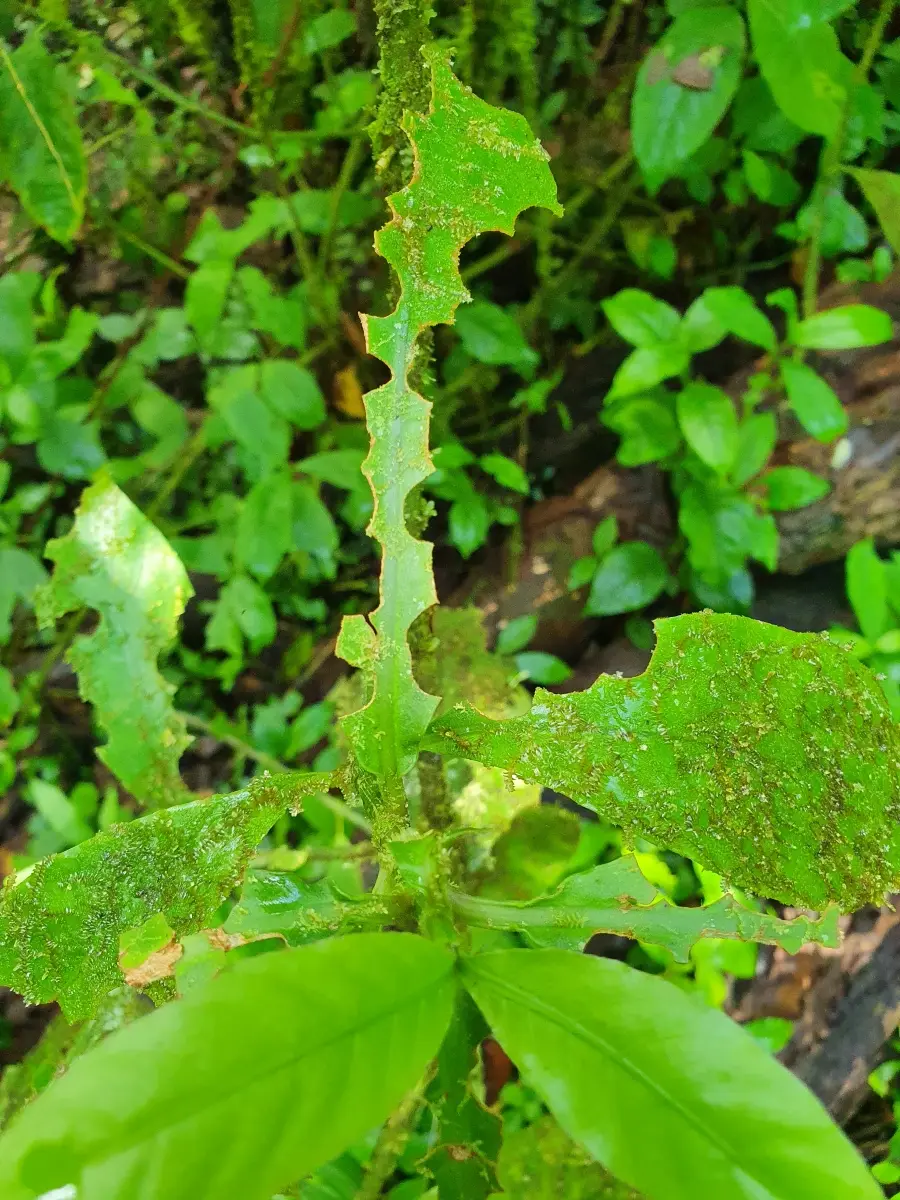 141CostaRicaNov2021LaFortuna.jpg