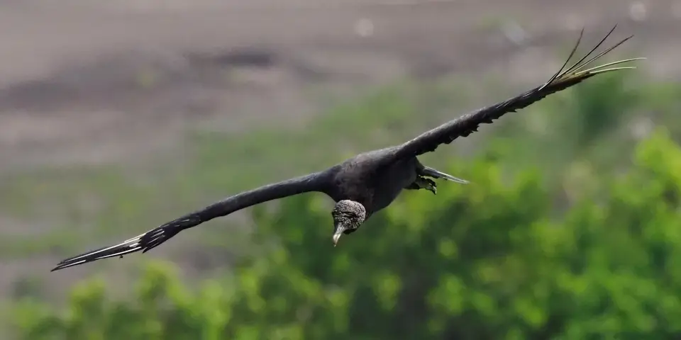 141CostaRicaNov2021TortugueroNPRabengeier.JPG