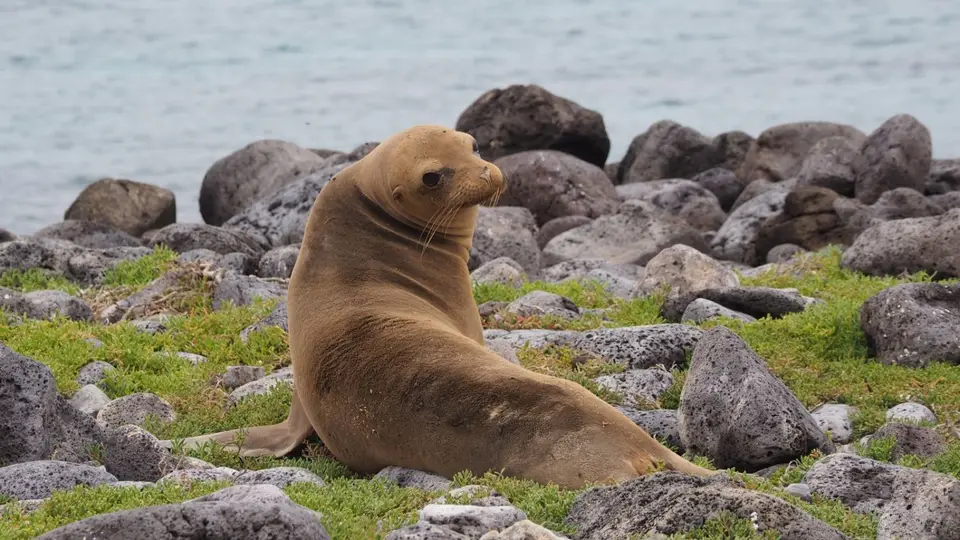 141EquadorNov2023-GalapagosSantaCruz-Seelöwe.JPG