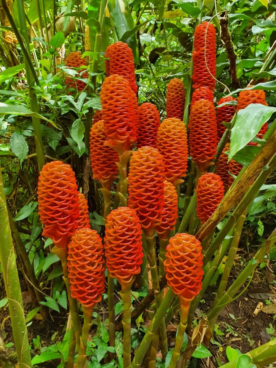 144CostaRicaNov2021LaFortuna.jpg