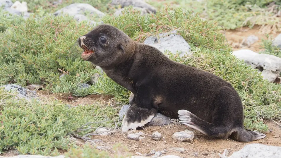 144EquadorNov2023-GalapagosSantaCruz-Seelöwe.JPG
