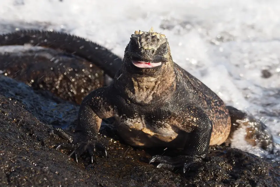 153EquadorNov2023-GalapagosIsabela-Meerechse.JPG