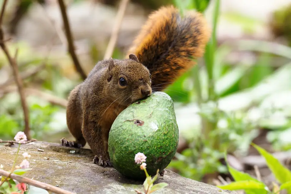 157QuetzalesNPSavegreHotel-Squirrel.JPG