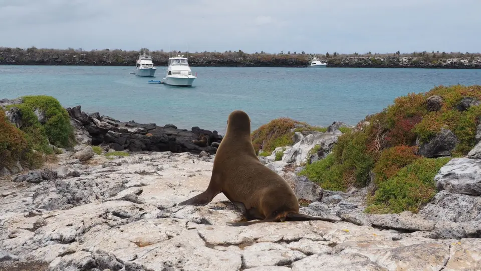 159EquadorNov2023-GalapagosSantaCruz-Seelöwe.JPG