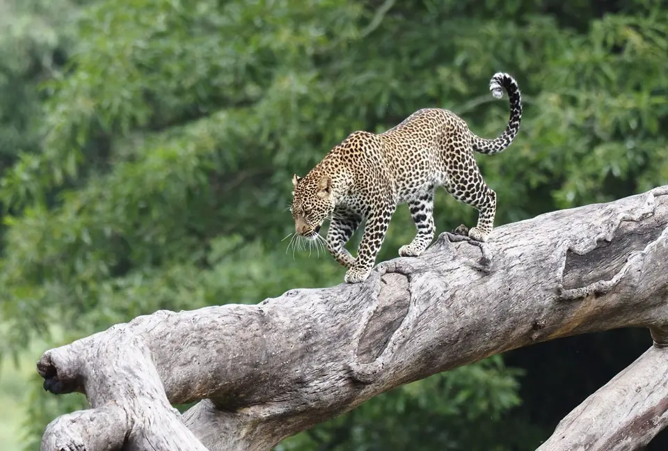 162TansaniaNov2020NgorongoroCrater-Leopard.JPG