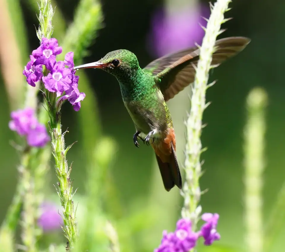 165CostaRicaNov2021LaFortuna-Rufous-tailedHummingbirdBraunschwanzamazilie.JPG