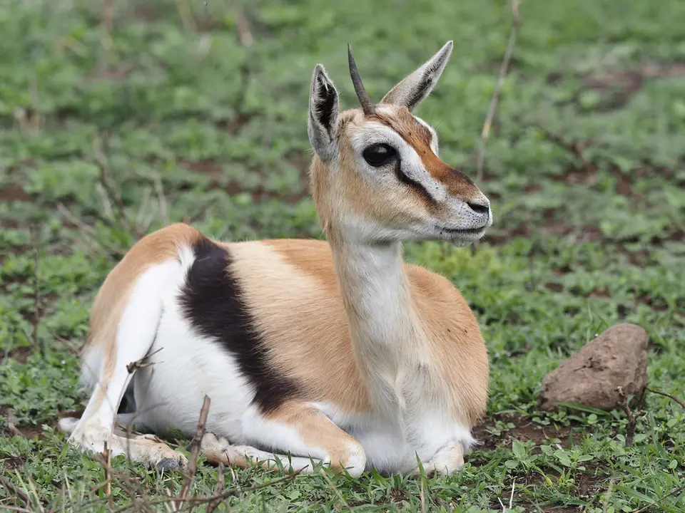 165TansaniaNov2020NgorongoroCrater-ThomsonGazelle.JPG