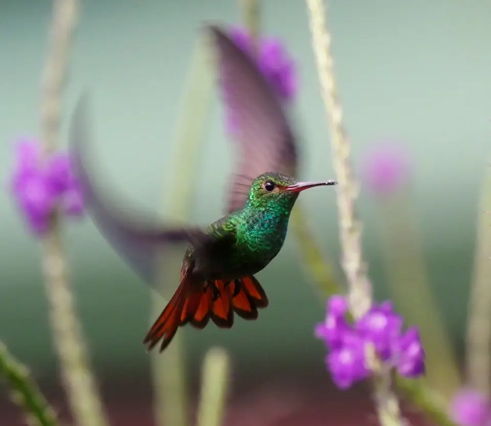 168CostaRicaNov2021LaFortuna-Rufous-tailedHummingbirdBraunschwanzamazilie.JPG