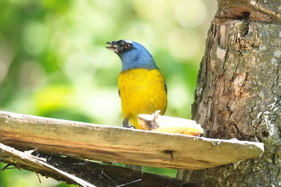 168EquadorNov2023-HaciendaJimenita-blueandyellowtanager.JPG
