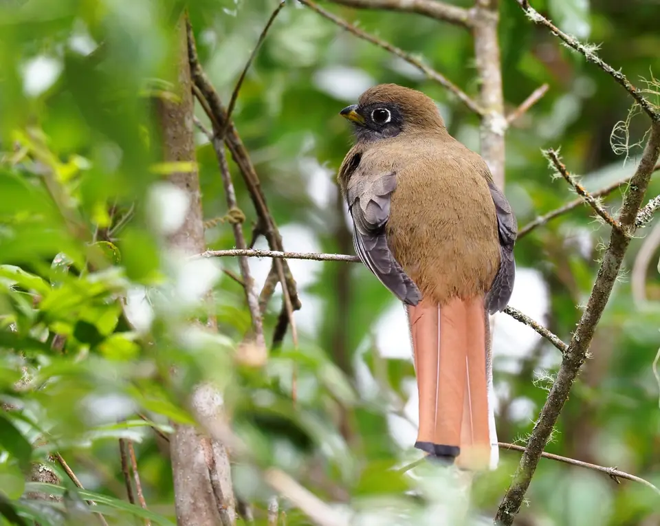 170QuetzalesNPSavegreHotel-CollaredtrogonJungferntrogon.JPG