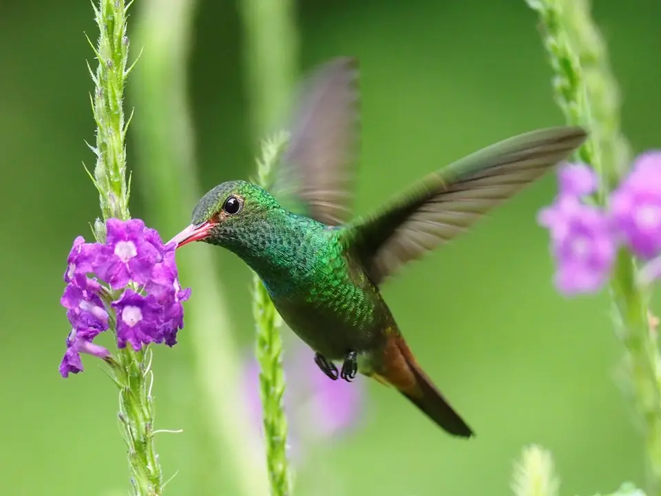 171CostaRicaNov2021LaFortuna-Rufous-tailedHummingbirdBraunschwanzamazilie.JPG