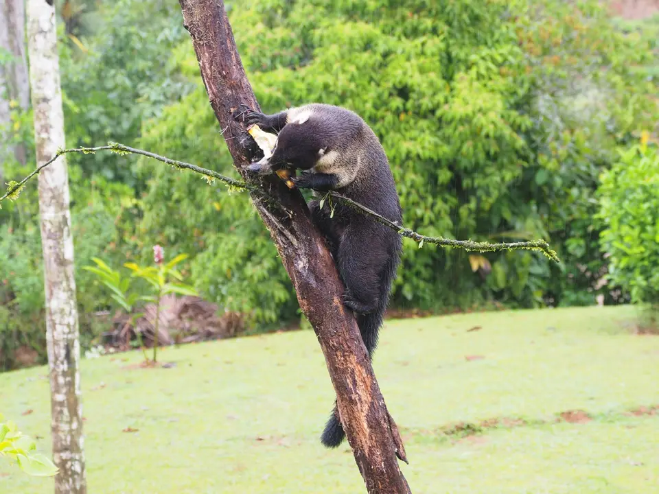 172CostaRicaNov2021BocaTapadaLagunadelLargatoLodge-white-nosedcoatiNasenbär.JPG