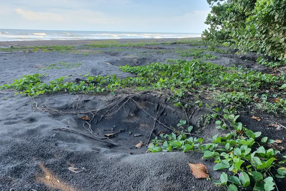 172CostaRicaNov2021TortugueroNPSchildkrötennest.jpg
