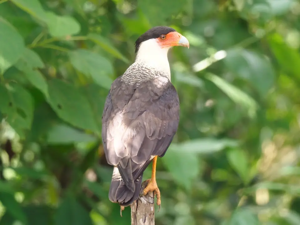 173CostaRica2021DominicalHotelRioMar-CrestedCaracara.JPG