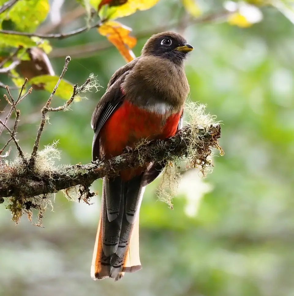 173QuetzalesNPSavegreHotel-CollaredtrogonJungferntrogon.JPG