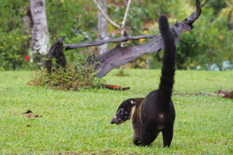 174CostaRicaNov2021BocaTapadaLagunadelLargatoLodge-white-nosedcoatiNasenbär.JPG