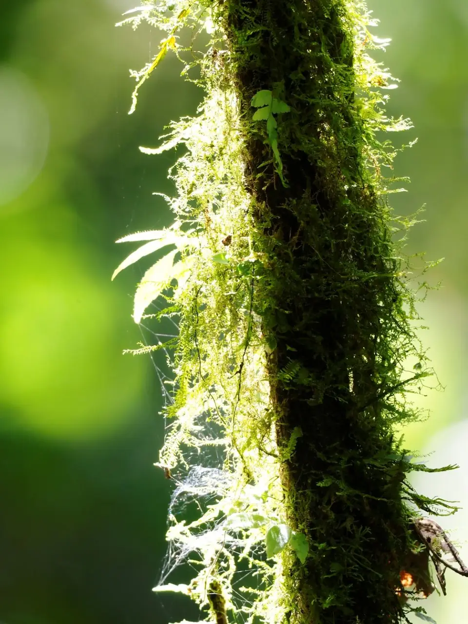 174CostaRicaNov2021LaFortuna.JPG