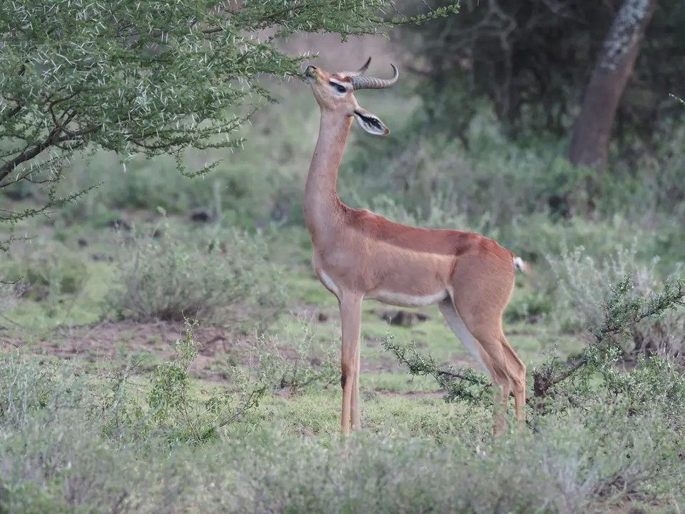 174TansaniaNov2020WestKilimanjaroSinyaKonzession-Gerenuk.JPG