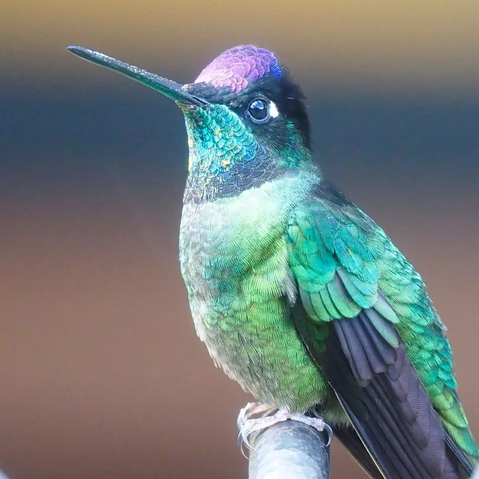 177CostaRicaDez2021zurückZwischenstopinSavegre-Magnificenthummingbird.JPG