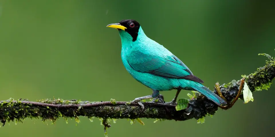178CostaRicaNov2021BocaTapadaLagunadelLargatoLodge-Greenhoneycreeper.JPG