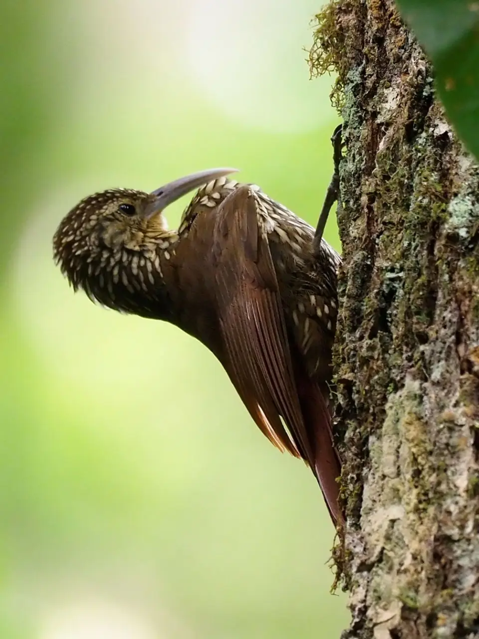 179QuetzalesNPSavegreHotel-spot-crownedwoodcreeperPerlkappen-Baumsteiger.JPG