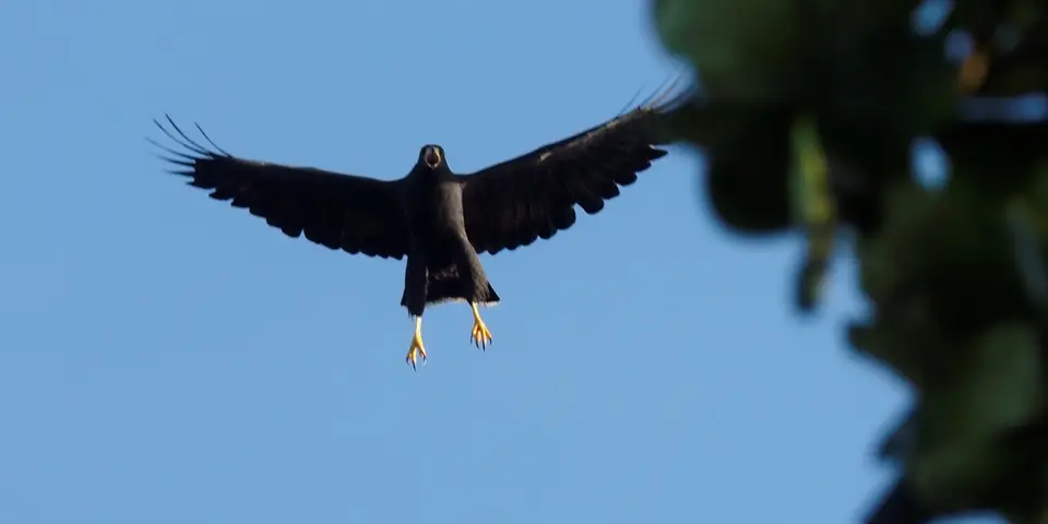 180CostaRicaNov2021TortugueroNPGeier.JPG