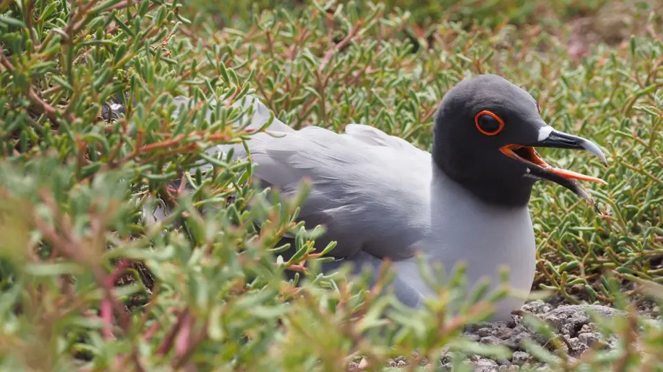 181EquadorNov2023-GalapagosSantaCruz-Swallow-tailedgull.JPG