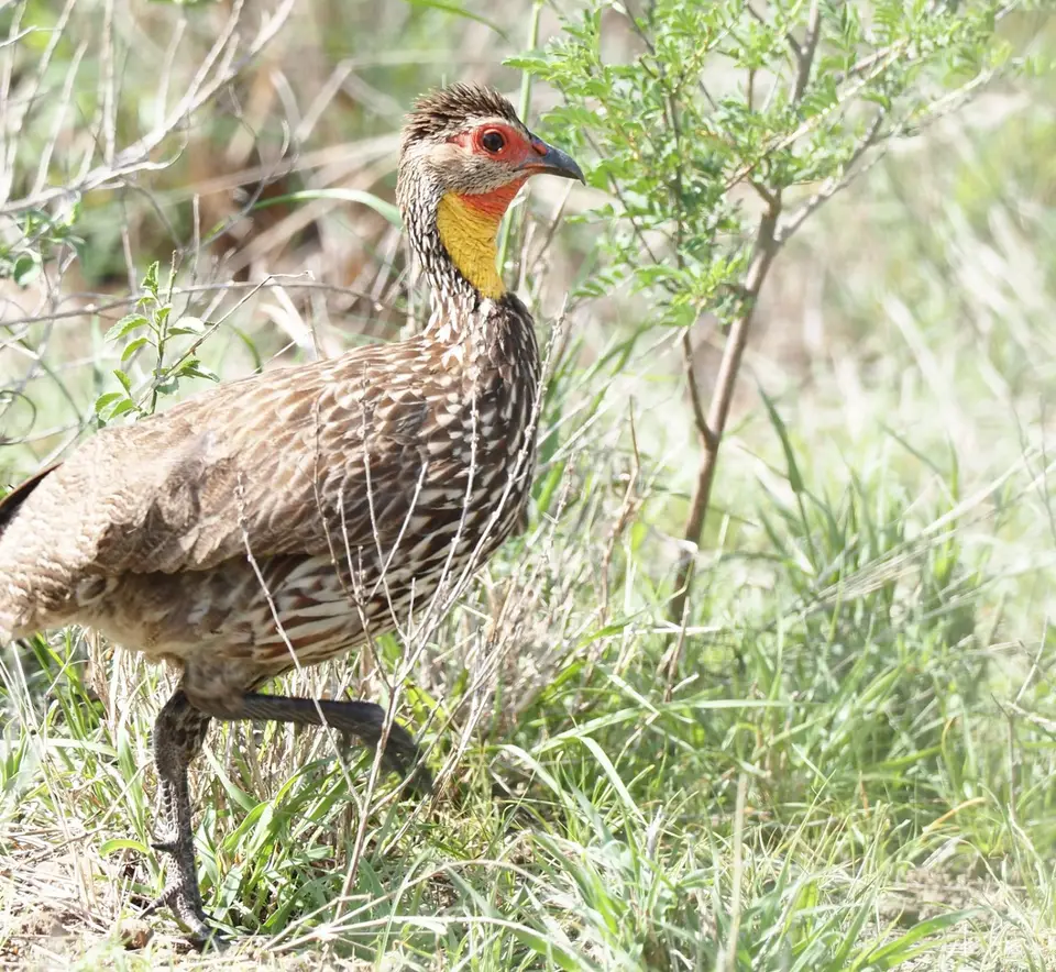 183TansaniaNov2020WestKilimanjaroSinyaKonzession-Yellow-neckedSpurfowl.JPG