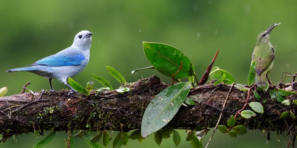 186CostaRicaNov2021BocaTapadaLagunadelLargatoLodge-blue-greytanagerBlautangare.JPG
