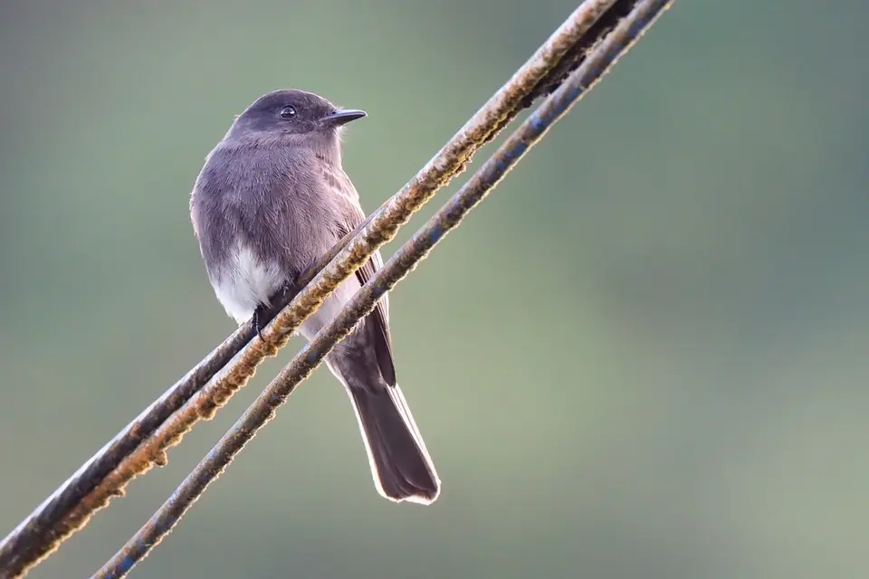194CostaRicaNov2021LaFortuna-evtlBlackPhoebe.JPG
