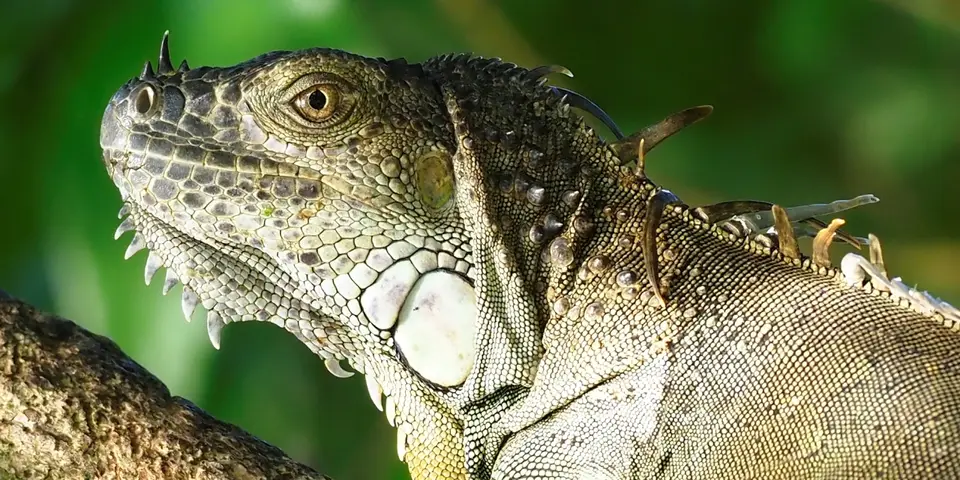 194CostaRicaNov2021TortuguerotownLeguan.JPG