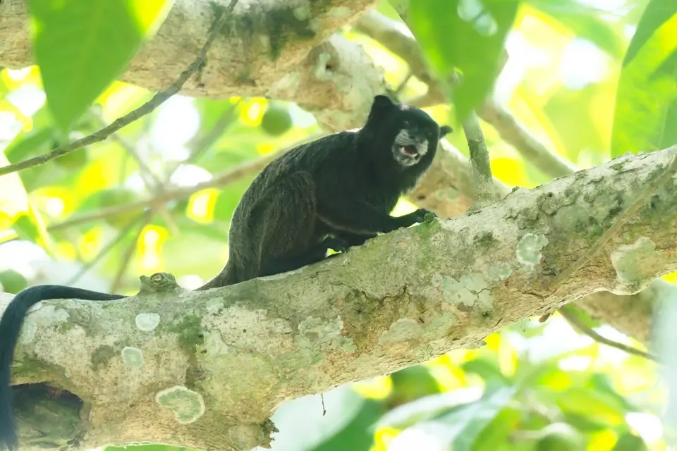 194EcuadorNov2023-YasuniNP-Tamarinmonkey.JPG