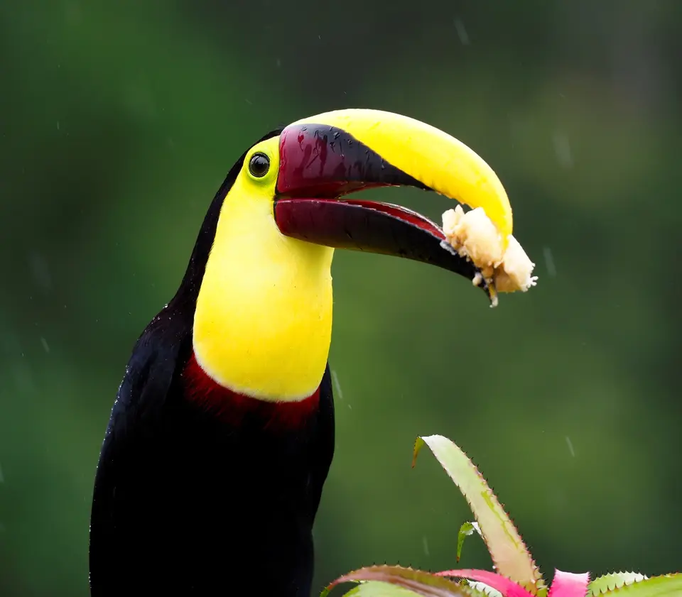 195CostaRicaNov2021BocaTapadaLagunadelLargatoLodge-Chestnut-mandibledtoucanSwainsonTukan.JPG