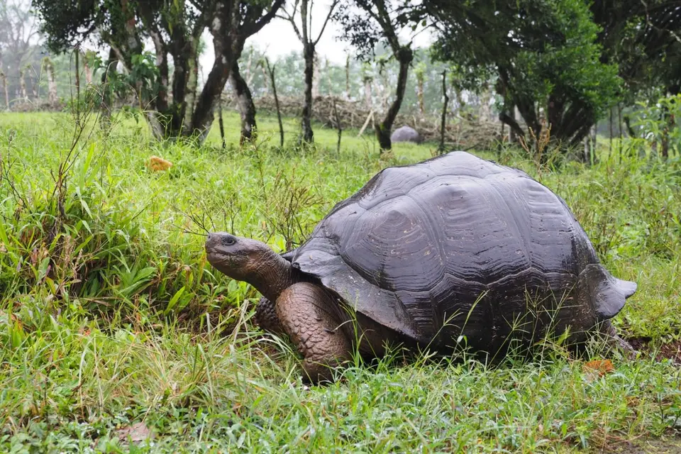 196EquadorNov2023-GalapagosSantaCruz-Riesenschildkröte.JPG