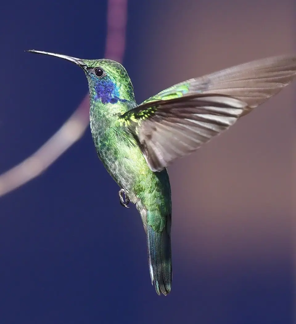 201QuetzalesNPSavegreHotel-greenviolet-ear.JPG