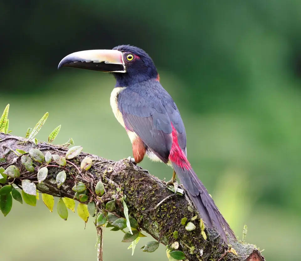 206CostaRicaNov2021BocaTapadaLagunadelLargatoLodge-CollaredAracariHalsbandarassari.JPG