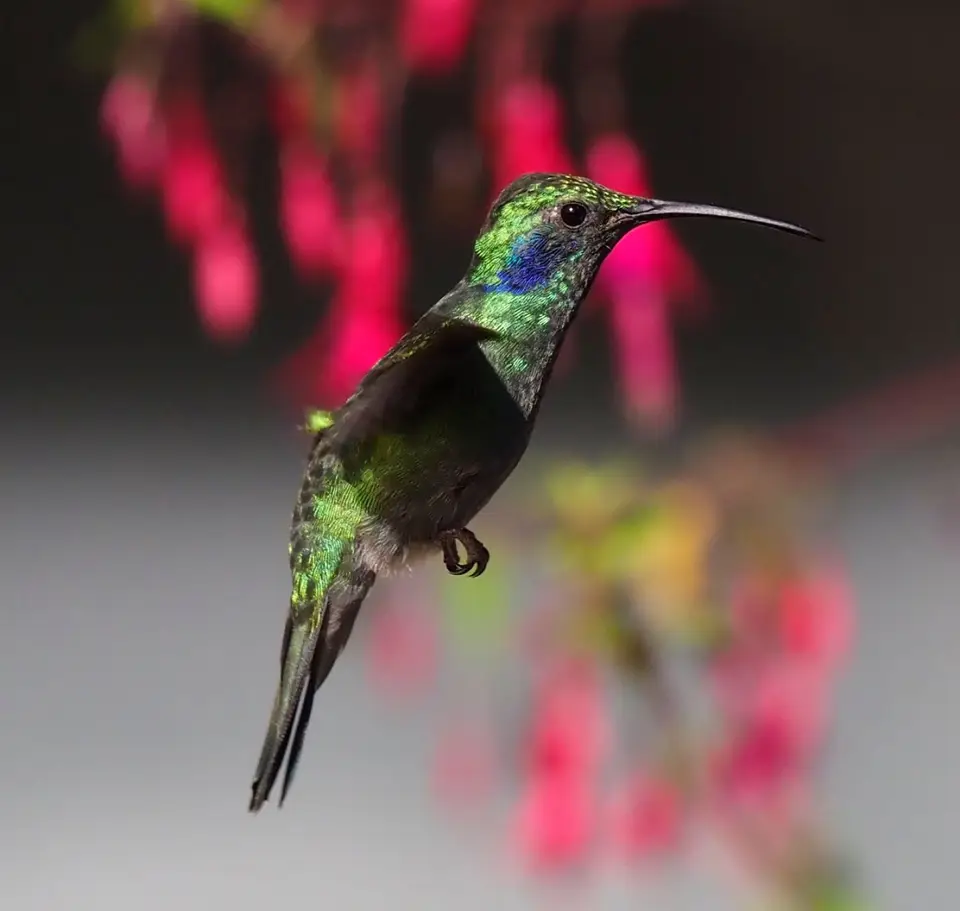 206QuetzalesNPSavegreHotel-greenviolet-ear.JPG