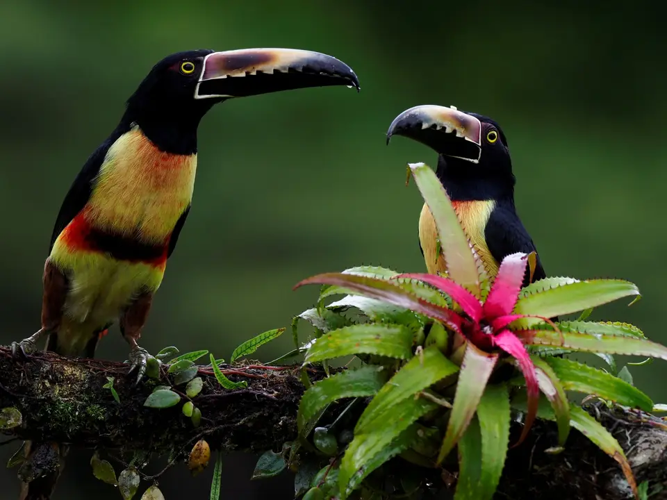 208CostaRicaNov2021BocaTapadaLagunadelLargatoLodge-CollaredAracariHalsbandarassari.JPG