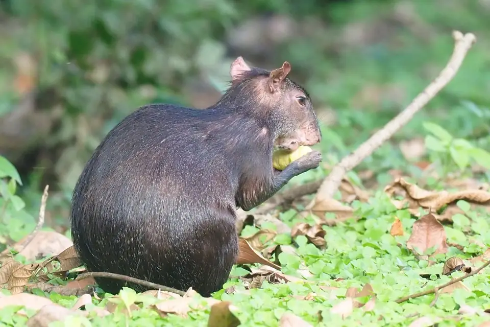 210EcuadorNov2023-YasuniNP-BlackAgouti.JPG