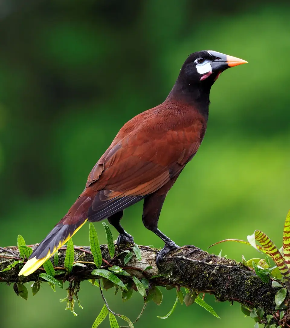 212CostaRicaNov2021BocaTapadaLagunadelLargatoLodge-MontezumaOropendolaMontezumastirnvogel.JPG