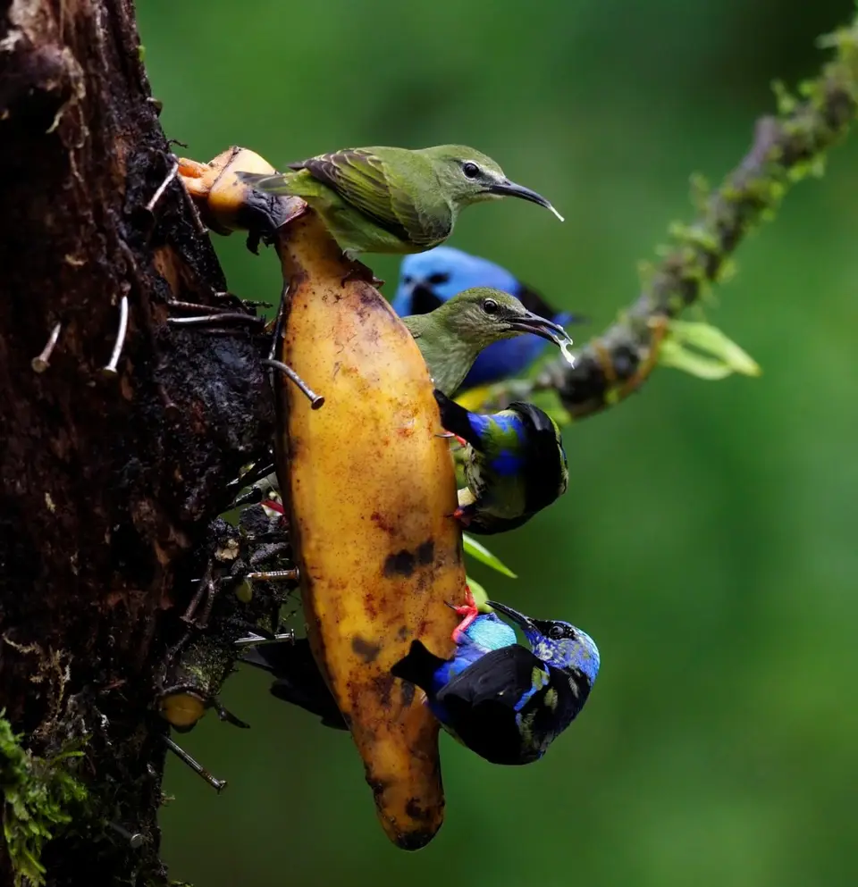 216CostaRicaNov2021BocaTapadaLagunadelLargatoLodge-red-leggedHoneycreeperTürkisnaschvogel.JPG