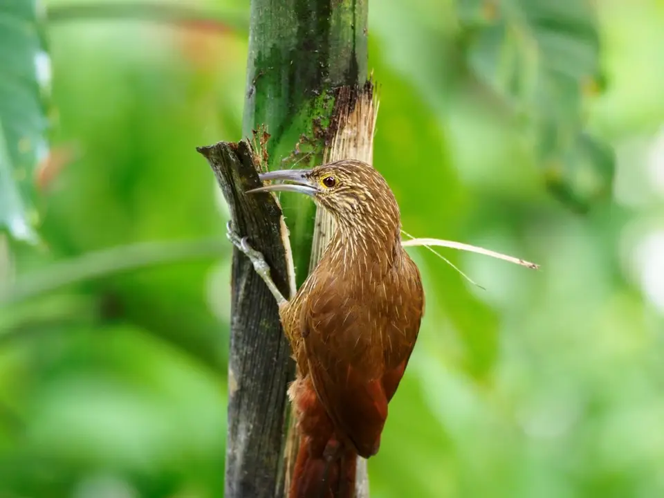 216EcuadorNov2023-Maquipucuna-streak-headedwoodcreeper.JPG