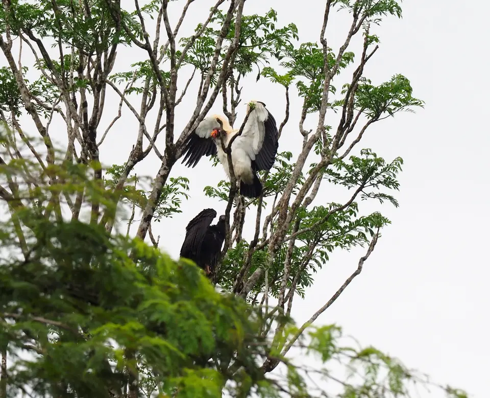 219CostaRicaNov2021BocaTapadaLagunadelLargatoLodge-kingvulture.JPG